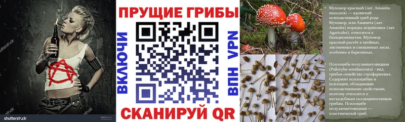 Псилоцибиновые грибы Psilocybe Донской
